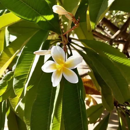 Andrea's House Tatil Evi Liopetri